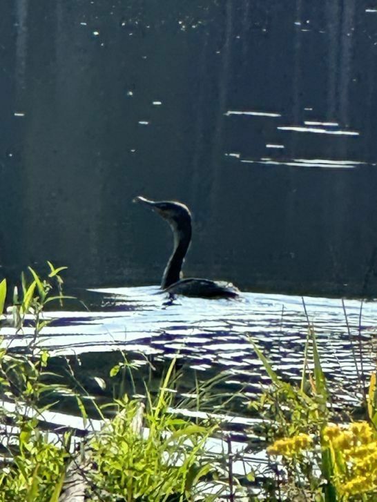 Doublecrested Cormorant from Marlboro, VT, USA on July 28, 2023 at 0913 AM by Laurel Copeland