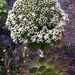 Aeonium pseudourbicum - Photo (c) wojtest, todos os direitos reservados, uploaded by wojtest