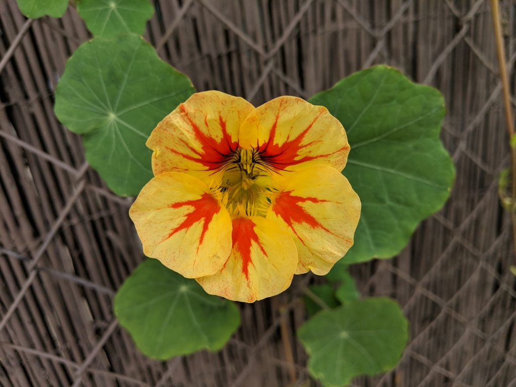 Tropaeolum majus
