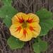 Garden Nasturtium - Photo (c) Andrew Laleian, all rights reserved, uploaded by Andrew Laleian