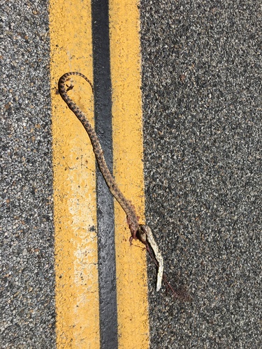 iNaturalist observation photo of Gopher Snake