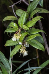 Vaccinium poasanum image