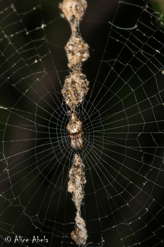 Humped Trashline Orbweaver