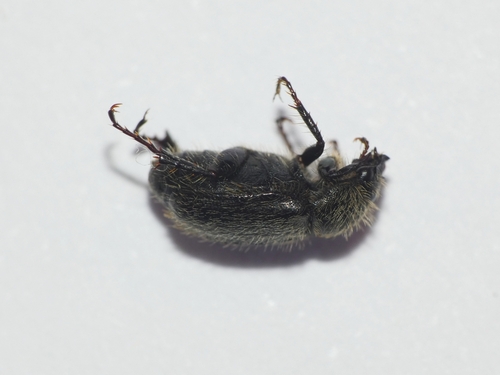 Hymenochelus distinctus