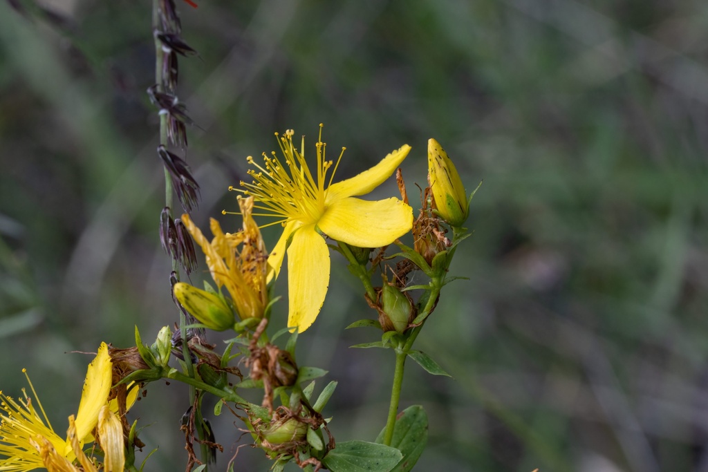 common St. John's-wort from Dover Plains, NY, US on July 22, 2023 at 02 ...