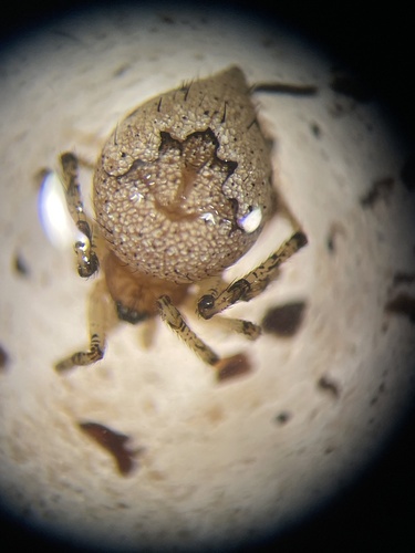 Euryopis scriptipes