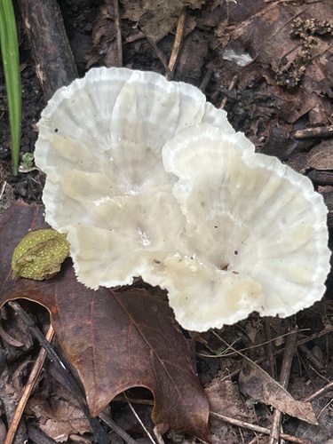 White Fan Fungus