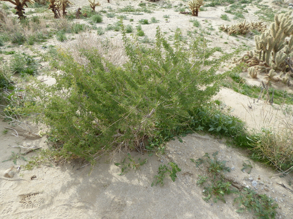 tumbleweed (Invasive Species of Texas) · iNaturalist