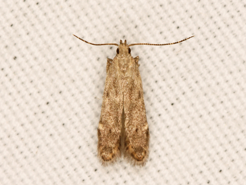 Monochroa disconotella