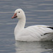 Snow Goose - Photo (c) Isaac Sanchez, all rights reserved, uploaded by Isaac Sanchez