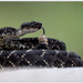 Arizona Black Rattlesnake - Photo (c) Thor Håkonsen, all rights reserved