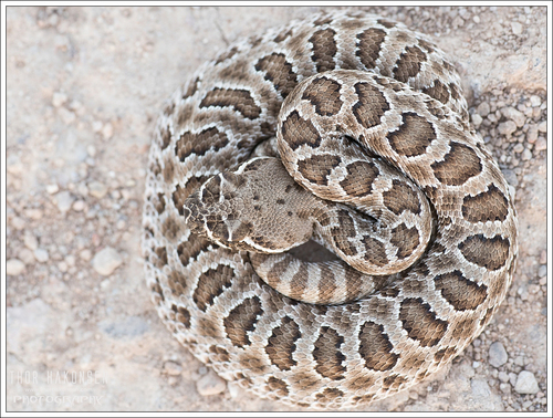 Prairie Rattlesnake