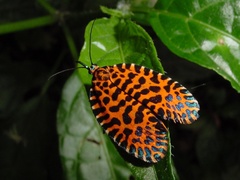 Pseudatteria leopardina image