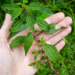 Asian Ghostweed - Photo (c) Maria Eduarda Corrêa Boell, all rights reserved, uploaded by Maria Eduarda Corrêa Boell