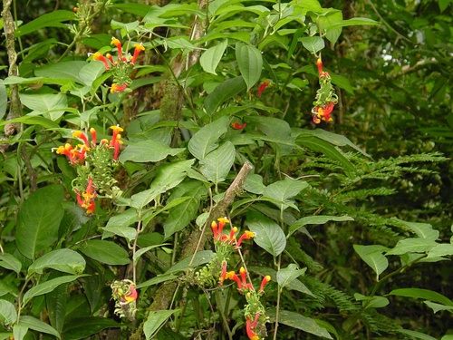 Centropogon granulosus image