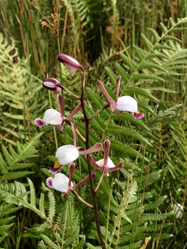 Eulophia caricifolia