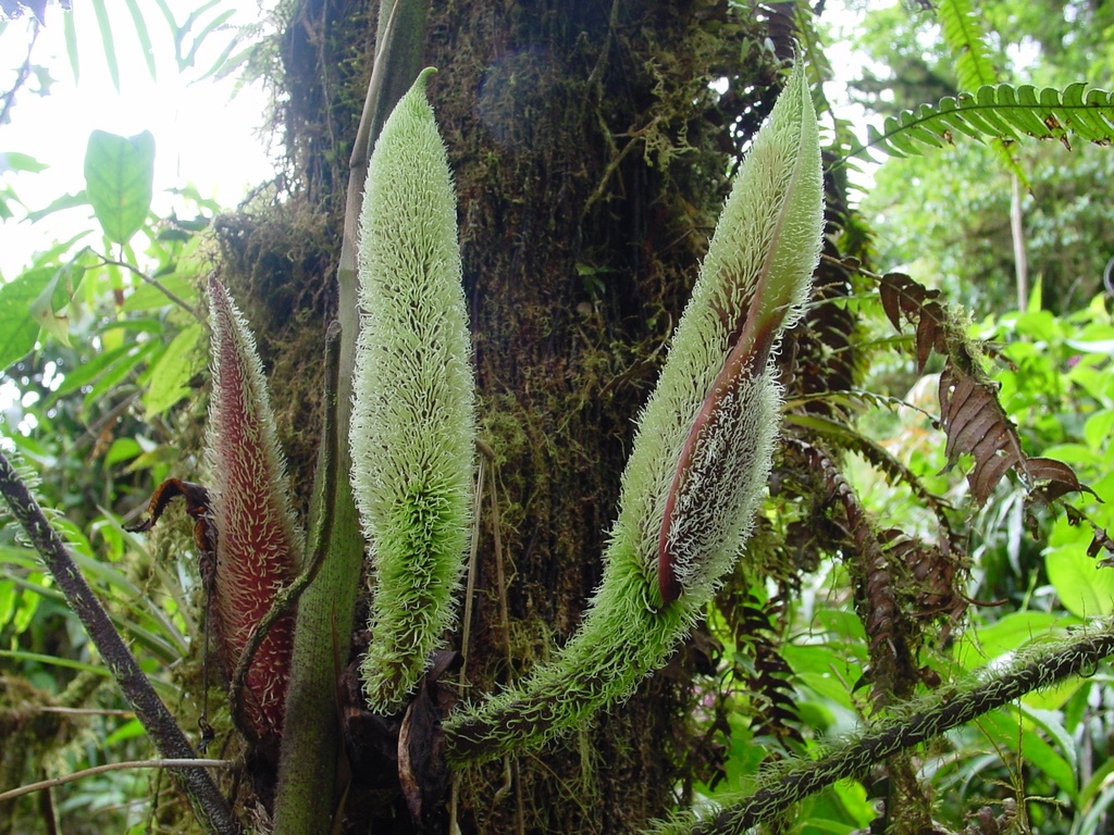philodendron verrucosum big Philodendron verrucosum