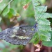 Dismorphia crisia lubina - Photo (c) Steven Daniel, כל הזכויות שמורות, הועלה על ידי Steven Daniel
