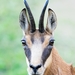 Northern Chamois - Photo (c) Marco, all rights reserved, uploaded by Marco