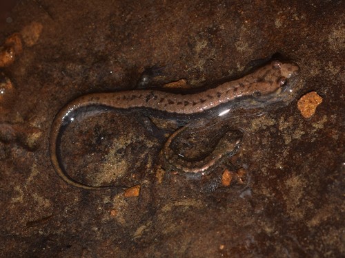 Allegheny Mountain Dusky Salamander