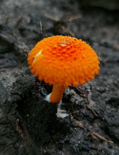 scaly tangerine mushroom
