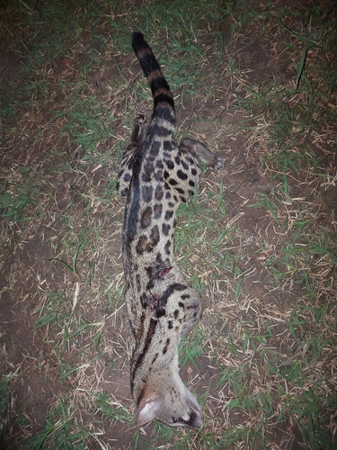 Rusty-spotted Genet