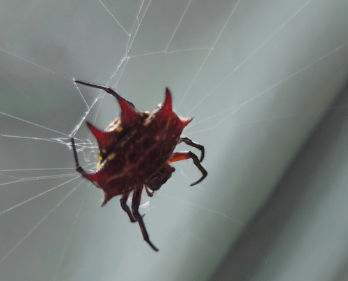 Gasteracantha curvispina