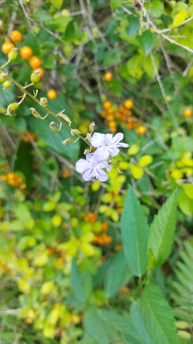 Skyflower