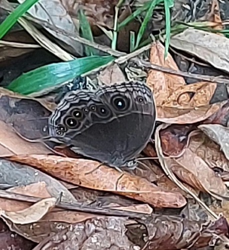 Common Bush Brown