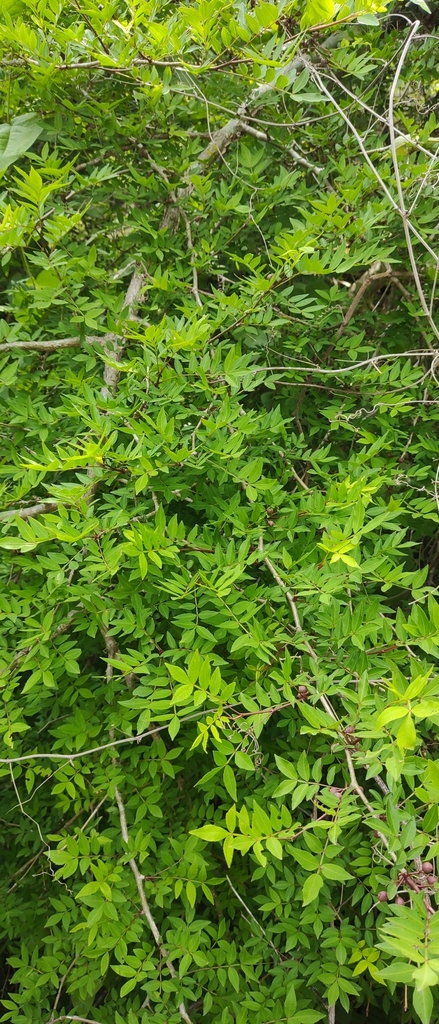 Bursera fagaroides elongata from 82513 Sin., México on July 28, 2023 at ...