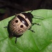 Platyphora panamensis - Photo 由 Steven Daniel 所上傳的 (c) Steven Daniel，保留所有權利