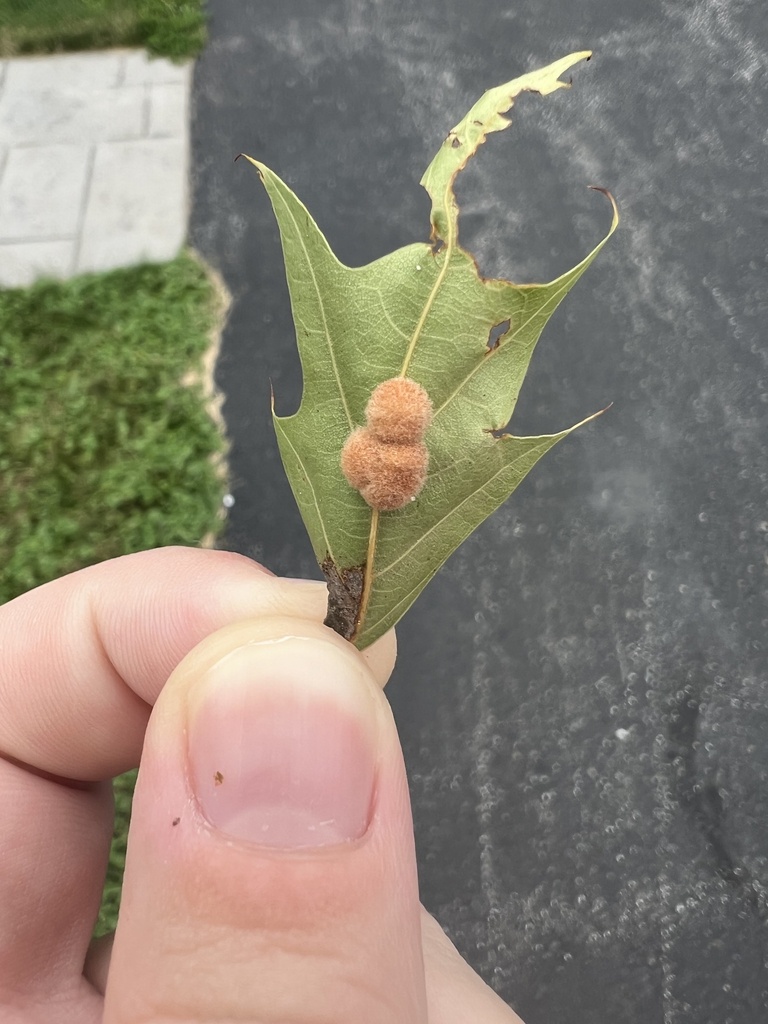 Woolly Oak Gall Wasp from Footemill Rd, Erie, PA, US on July 28, 2023 ...