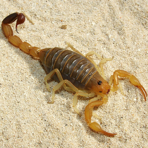 Teruelius annulatus