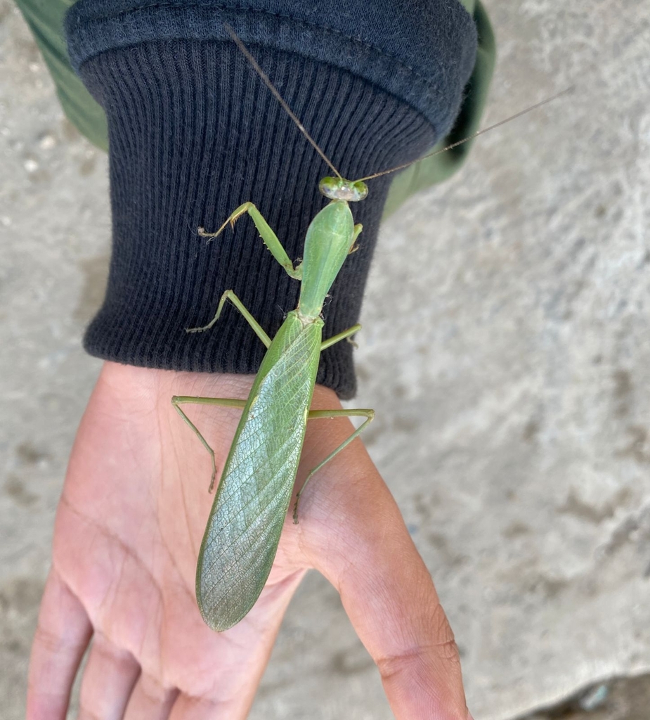 Rhombodera from Ciwidey on July 29, 2023 at 0819 AM by oweninsect