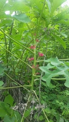 Vasconcellea parviflora image