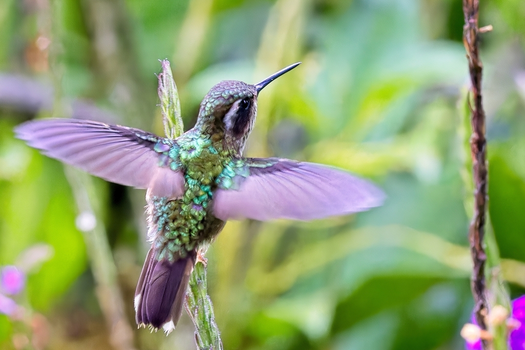 Speckled Hummingbird (Adelomyia melanogenys) photo