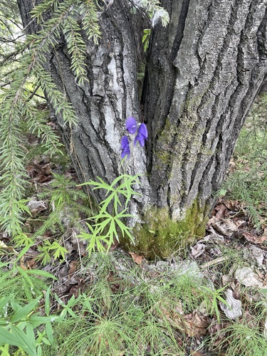 Larkspurleaf Monkshood