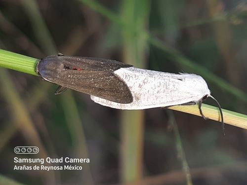 Euchaetes bolteri Stretch, 1885