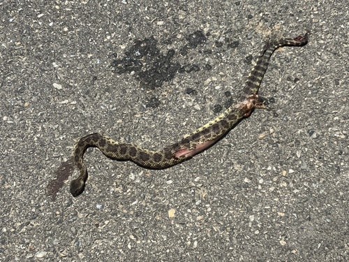 iNaturalist observation photo of Northern Pacific Rattlesnake