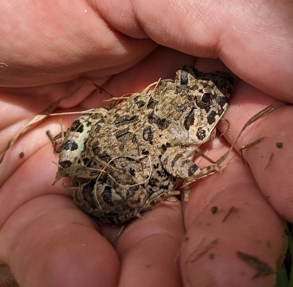 rice-field-frog-from-966-kuwae-chatan-nakagami-district-okinawa-904