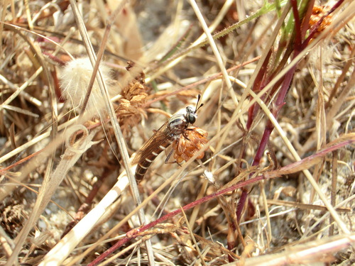 Leptomydas