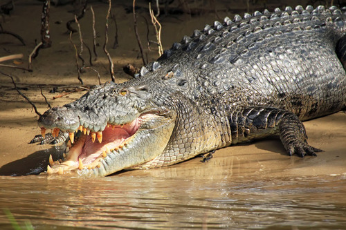 Saltwater Crocodile at Bhitarkanika