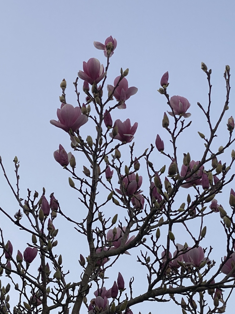 Saucer Magnolia from West La, Randwick, NSW, AU on July 29, 2023 at 05
