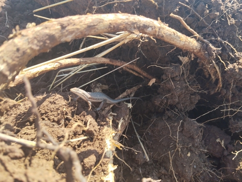 Variable Skink