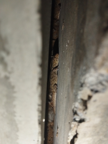 Turner's Thick-toed Gecko