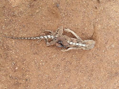 Tropical Spiny Agama