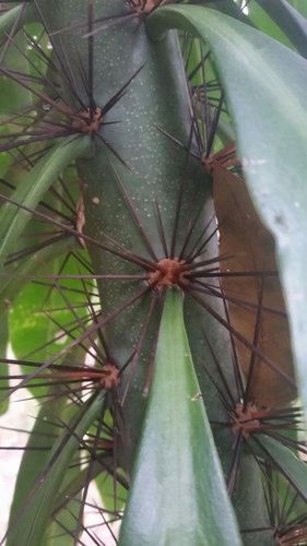 Rose Cactus (Pereskia bleo)  iNaturalist