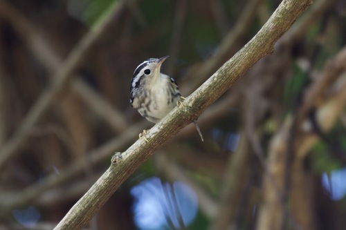 Mniotilta varia image