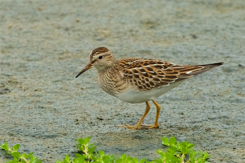 Pectoral Sandpiper