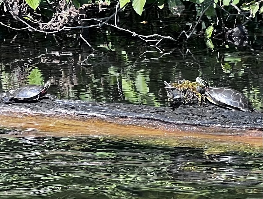 Painted Turtle from Lac Clair, GrandRemous, QC, CA on July 14, 2023 at